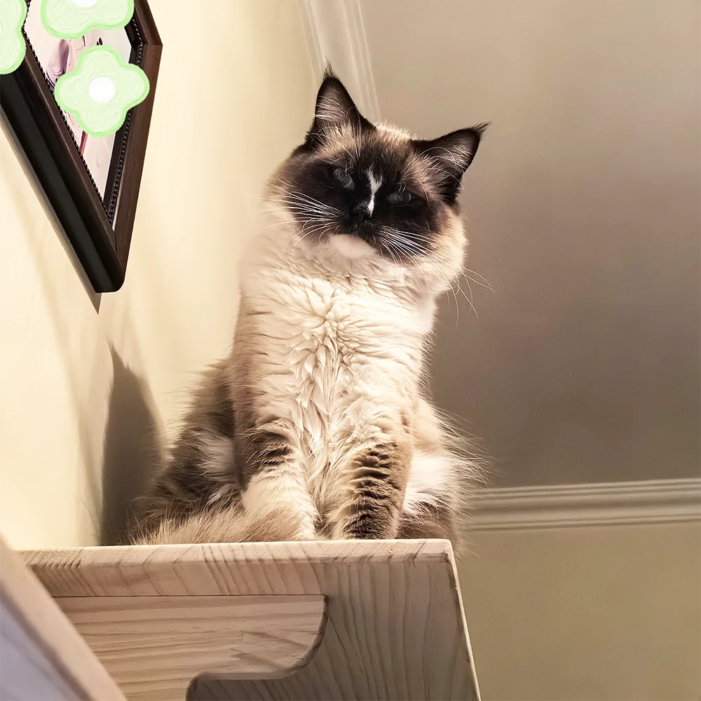 Modern Hardwood Cat Wall Shelf