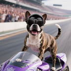 Motorcycle Style Pet Helmet & Glasses