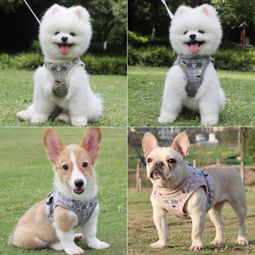 Plaid Small Dog Harness & Leash