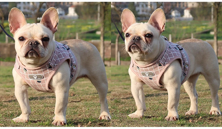 Plaid Small Dog Harness & Leash