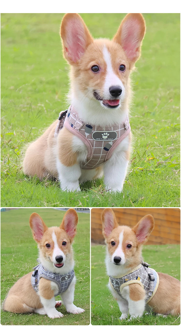 Plaid Small Dog Harness & Leash