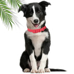 Macaron Color Waterproof Dog Collar